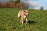 IRISH WOLFHOUND 370